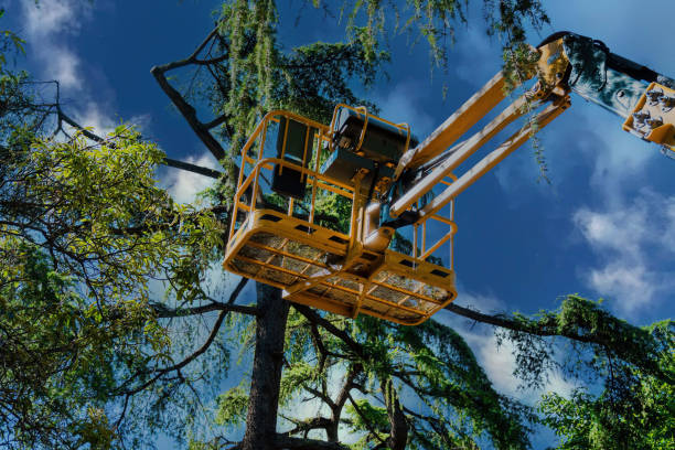 Trusted Ocean Park, WA Tree Service Experts